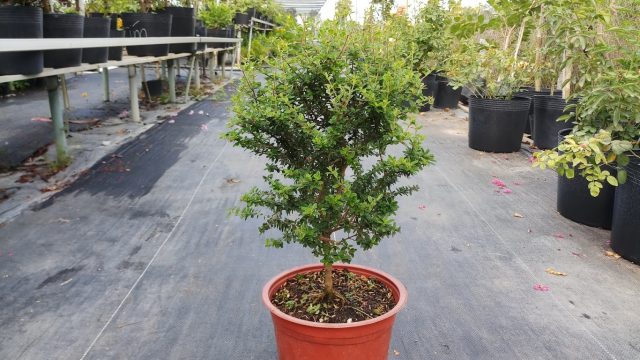 Chậu Hàm Hương 8 Tháng Tuổi