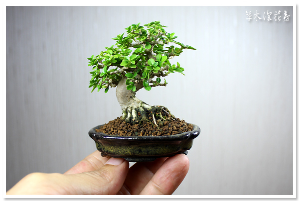 Cây Sam Hương Làm Bonsai