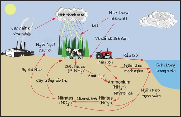 Quá Trình Chuyển Hóa Nito Trong Tự Nhiên