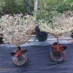Cây bàng cẩm thạch (Bucida sp.variegata)