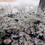 Cây bàng cẩm thạch (cây giống cao 40-60cm)