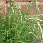 Làm gì khi cây hương thảo bị héo?