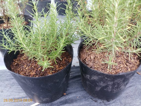 Quan Sát Màu Sắc đất Trên Mặt Chậu Hương Thảo để Kiểm Tra Xem Chậu đang Khô Hay ướt