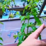 Cắt tỉa cho cây thanh xà (đuôi công xanh)