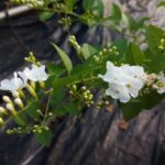 Cây chuỗi ngọc hoa trắng khác lạ!