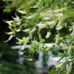 Cây hoa trầm hương (Aloysia virgata) thơm lạ kỳ