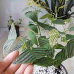 Cây Cánh Bướm Xanh (Christia Obcordata)