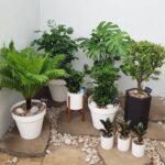 Cây dương xỉ hạnh phúc (Blechnum gibbum)
