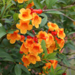 Cây Hoàng Yến Cam (Orange Jubilee)