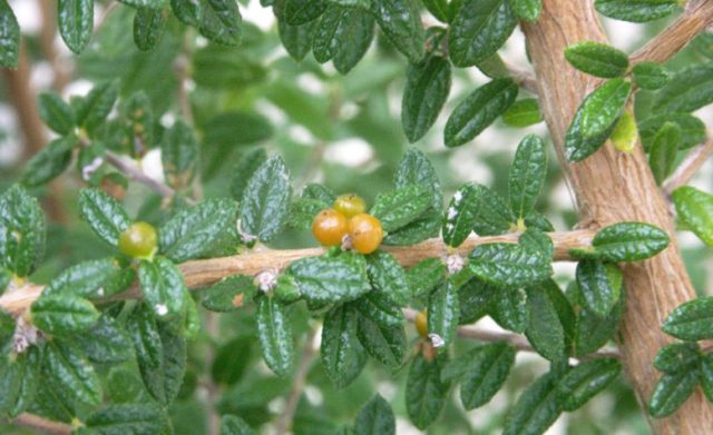 Trái Của Cây Hàm Hương