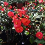 Xương rồng không gai Euphorbia geroldi