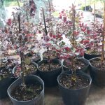 Tạo dáng cho cây hồng phụng