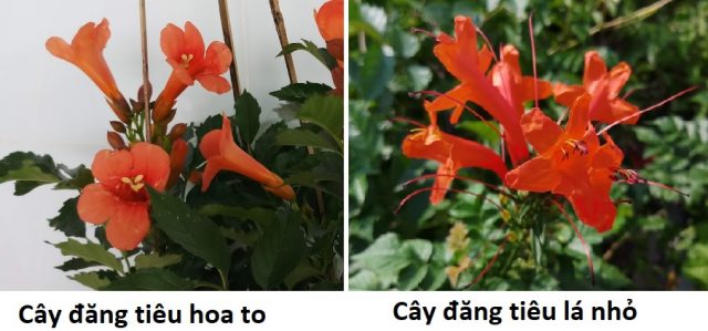 2 Loại Cây đăng Tiêu