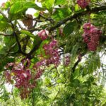 Câu chuyện về cây hòn ngọc viễn đông (Medinilla myriantha)
