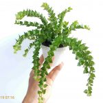 Cách trồng cây lan tim (Dischidia Ruscifolia)
