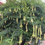 Trồng cây huyền trân công chúa (Gmelina Philippinensis)