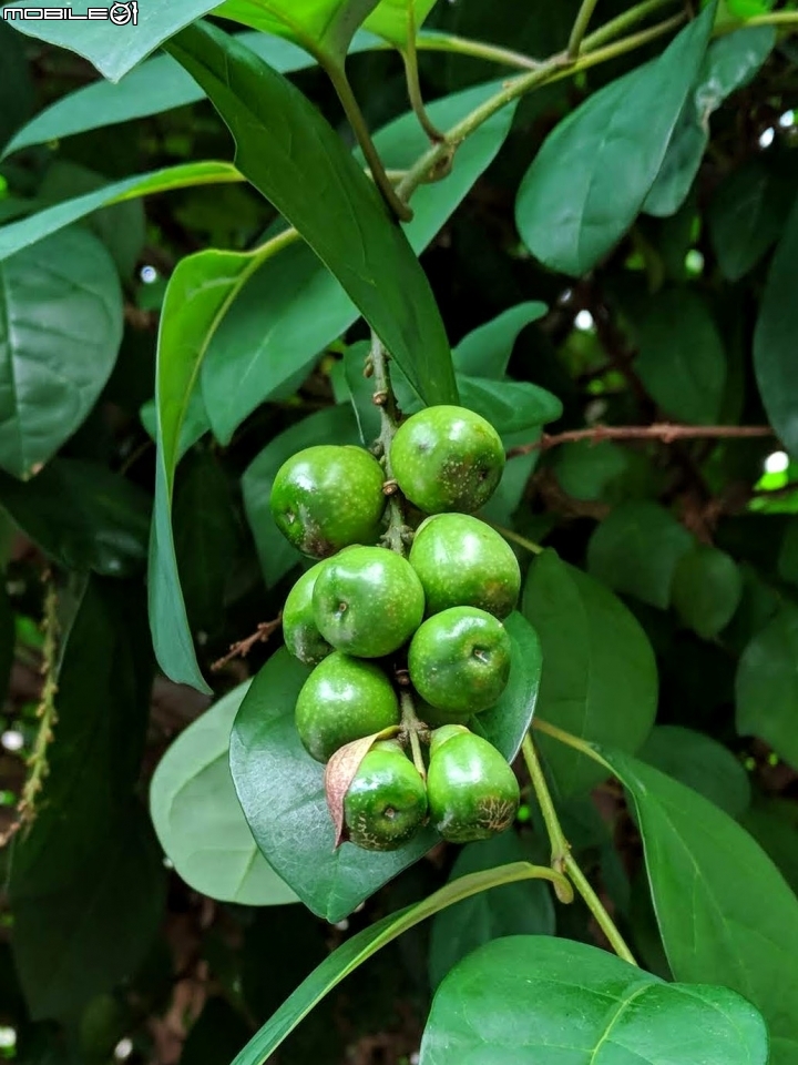 Trái của cây huyền trân công chúa