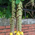 Vẻ đẹp của cây huyền trân công chúa