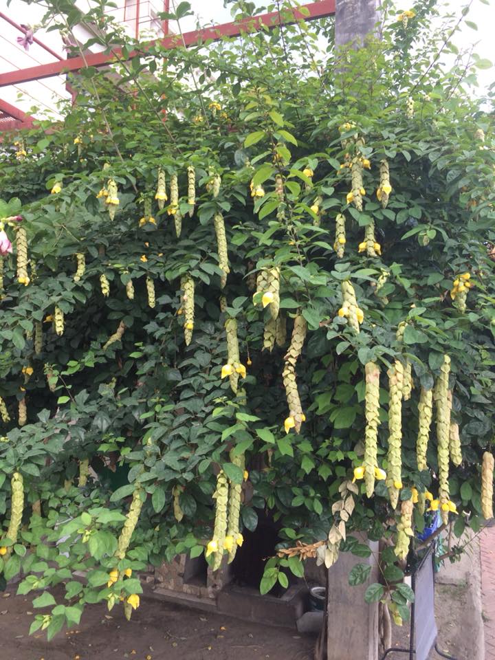 Vẻ đẹp Của Cây Huyền Trân Công Chúa (2)