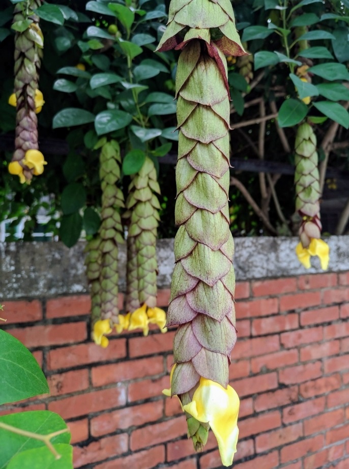 Phát hoa của cây huyền trân công chúa.