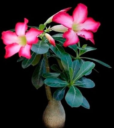 Hoa Sứ Adenium Obesum