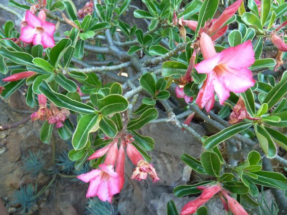 Hoa Sứ Adenium Swazicum
