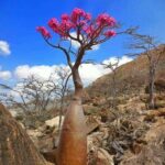 Bài 2: Vì sao cây sứ có tên khoa học là Adenium?