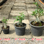 Chọn chậu trồng sứ