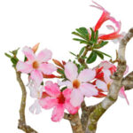 Cách tưới cây sứ