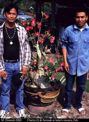 Ông Chartre (trái) Và Somsak, Hai Nhà Lai Tạo Adenium Cuồng Nhiệt, đã Tạo Ra Một Mẫu Vật Lớn Tại Vườn ươm Của Somsak.