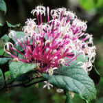 Cây Hoa Pháo Bông (Clerodendrum quadriloculare)