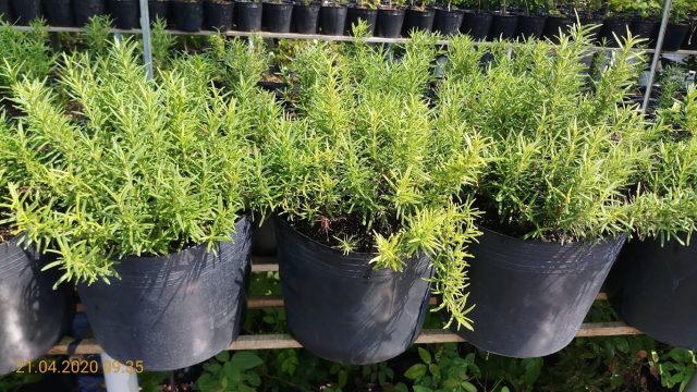 Cây Hương Thảo Trồng Chậu C10, đường Kính Chậu 23cm