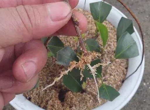Cây Mộc Hương Sẽ Phát Triển Rễ Sau 30 Ngày