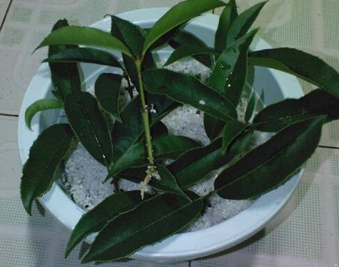 Cắm Cành Mộc Hương Vào Cát Sạch