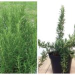 Phân biệt hương thảo thân đứng và hương thảo rũ