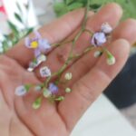 Cây tiêu nương (Solanum seaforthianum)