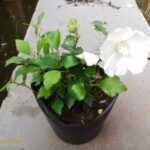 Hoa dâm bụt trắng