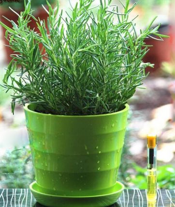 Cây Hương Thảo Trồng Chậu Men