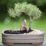 Kinh nghiệm trồng cây hương thảo