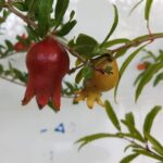 Sự khác nhau giữa lựu đỏ Ấn Độ và lựu Thái