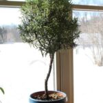Cách trồng và tạo cây hương thảo dạng tree