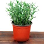 Cách trồng cây hương thảo trong nhà