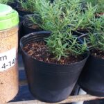 Bón phân tan chậm cho cây hương thảo