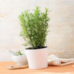 Trồng cây hương thảo để bàn?