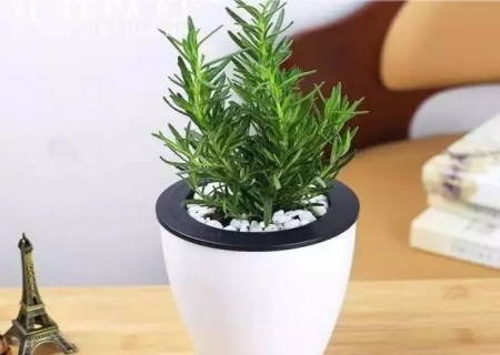 Cây Hương Thảo Trồng để Bàn 4
