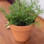 Mua cây hương thảo để bàn