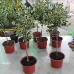 Cây đa tam phúc dạng tree