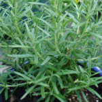 Đất trồng cây hương thảo