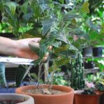 Nhân giống cây cánh bướm xanh bằng cách giâm cành