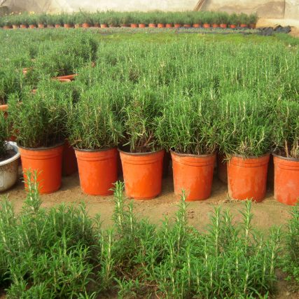 Những Chậu Hương Thảo được Bón Phân đầy đủ Trong Các Vườn ươm Cây
